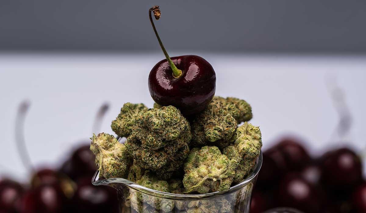 Cherry Punch Strain at MÜV Dispensary FL