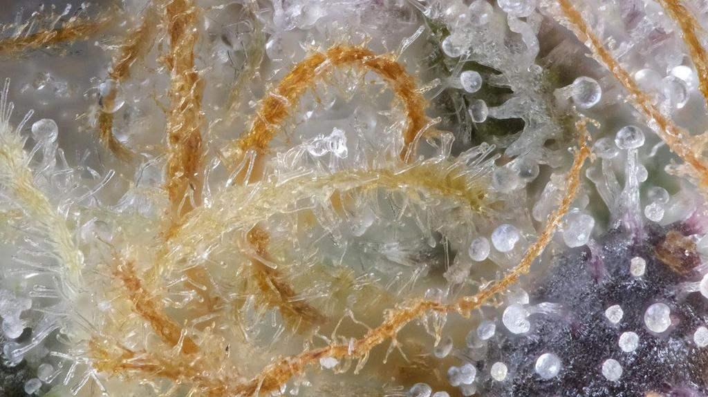 CBG and Cannabinoids are Produced in Trichomes